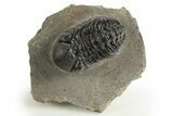 Detailed Austerops Trilobite - Ofaten, Morocco #325985-3